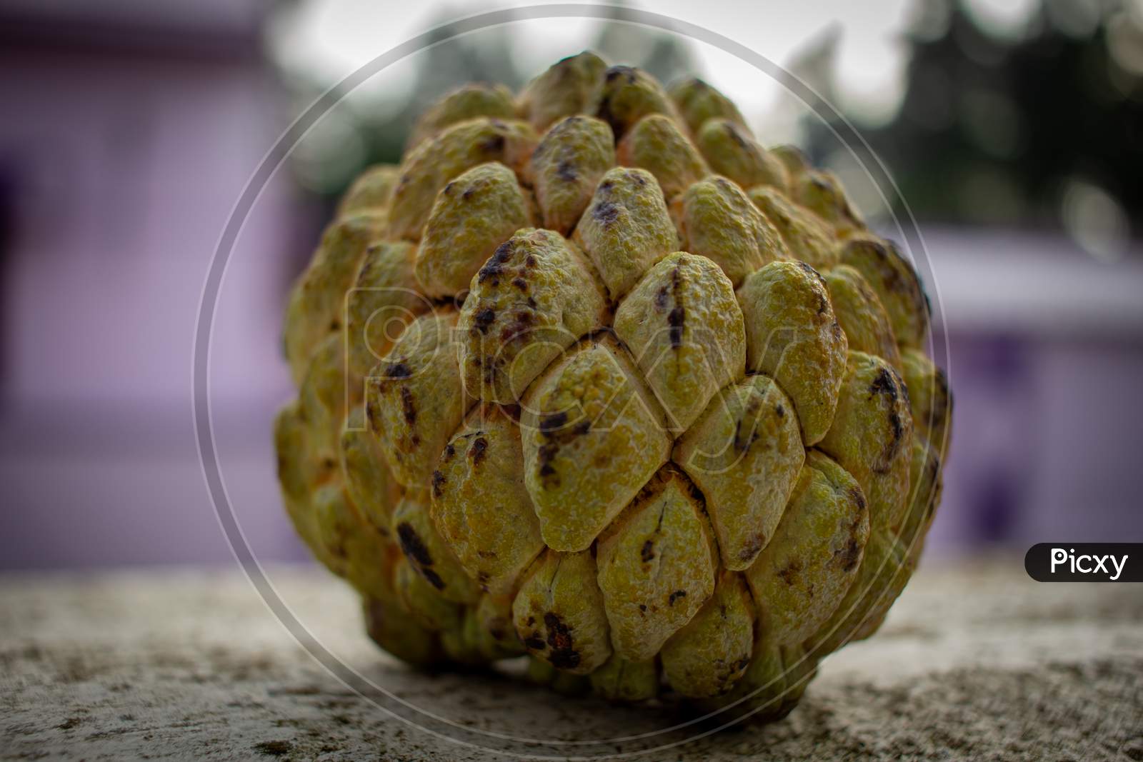 View Of Single Custard Apple Fruit Which Is Rich In Nutrients And Minerals.