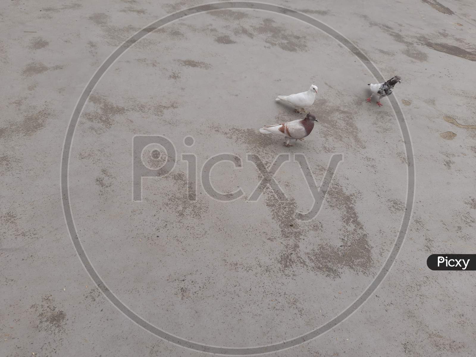 Pigeons image in home, Beautiful Pigeon, Background Blur, Selective Focus