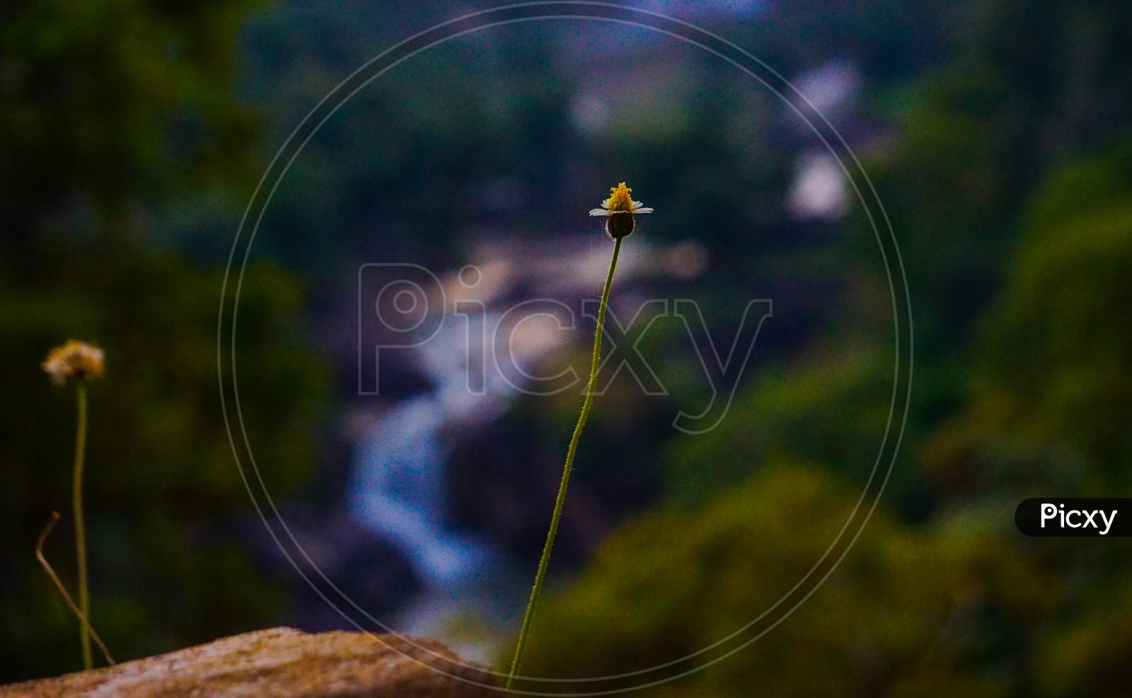Flower at high altitude with waterfall in background.