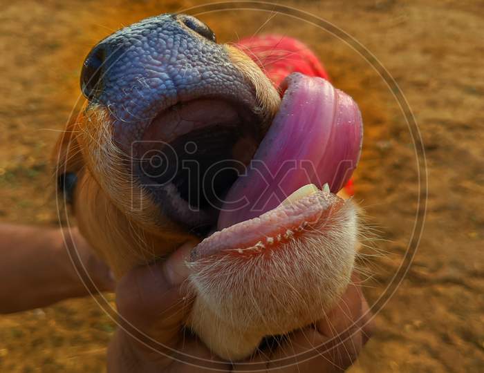 Small Brown Colored Calf Showing His Reddish Muscular Tongue Outside Of The Mouth. A Man Giving Medicine Small Ill Calf.