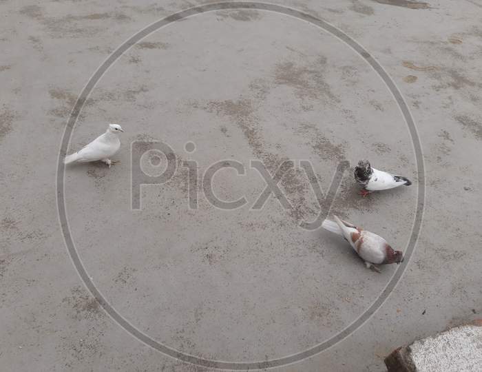 Pigeons image in home, Beautiful Pigeon, Background Blur, Selective Focus