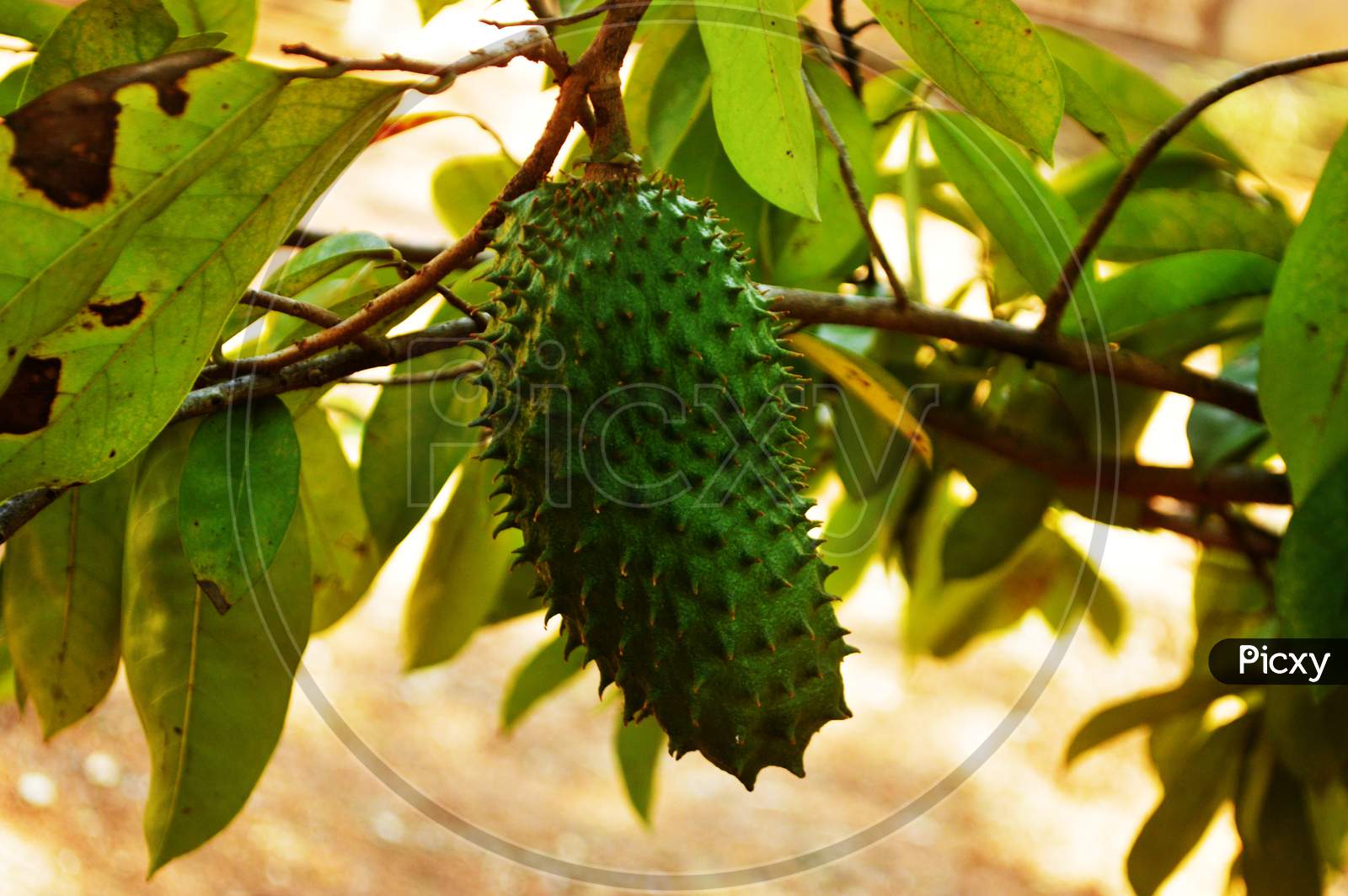 View Of Raw Soursop In A Blurred Background
