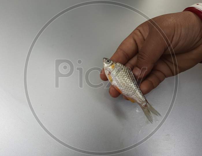 Fish image in white Background,Small Fish image, Selective Focus, Background