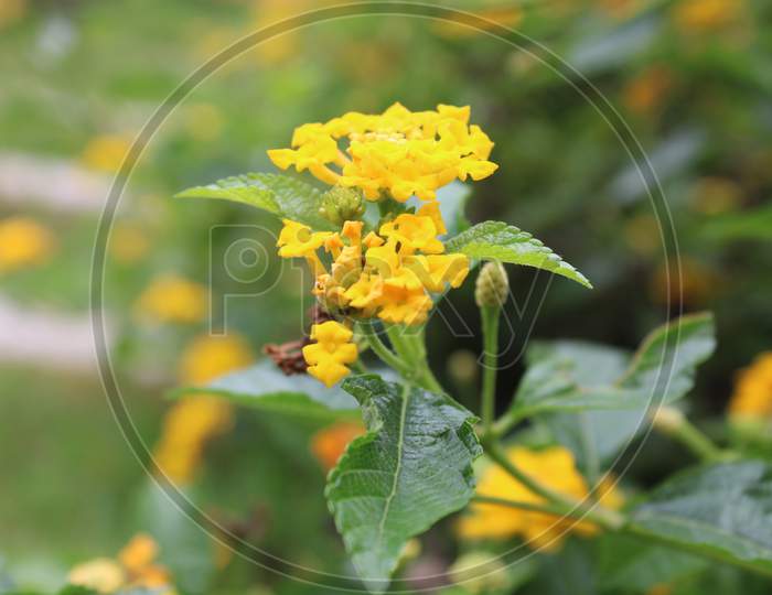 West Indian Lantana flower