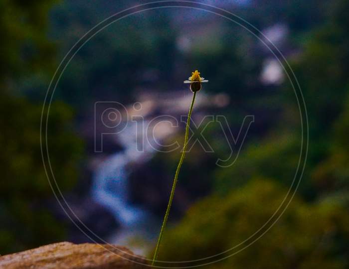 Flower at high altitude with waterfall in background.