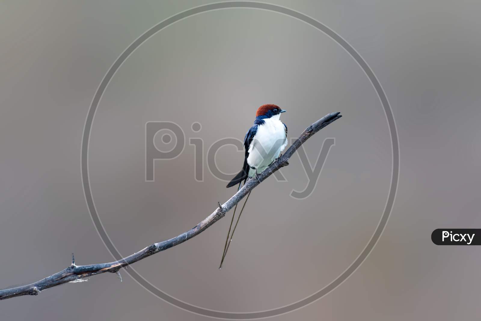 The Wire-tailed Swallow