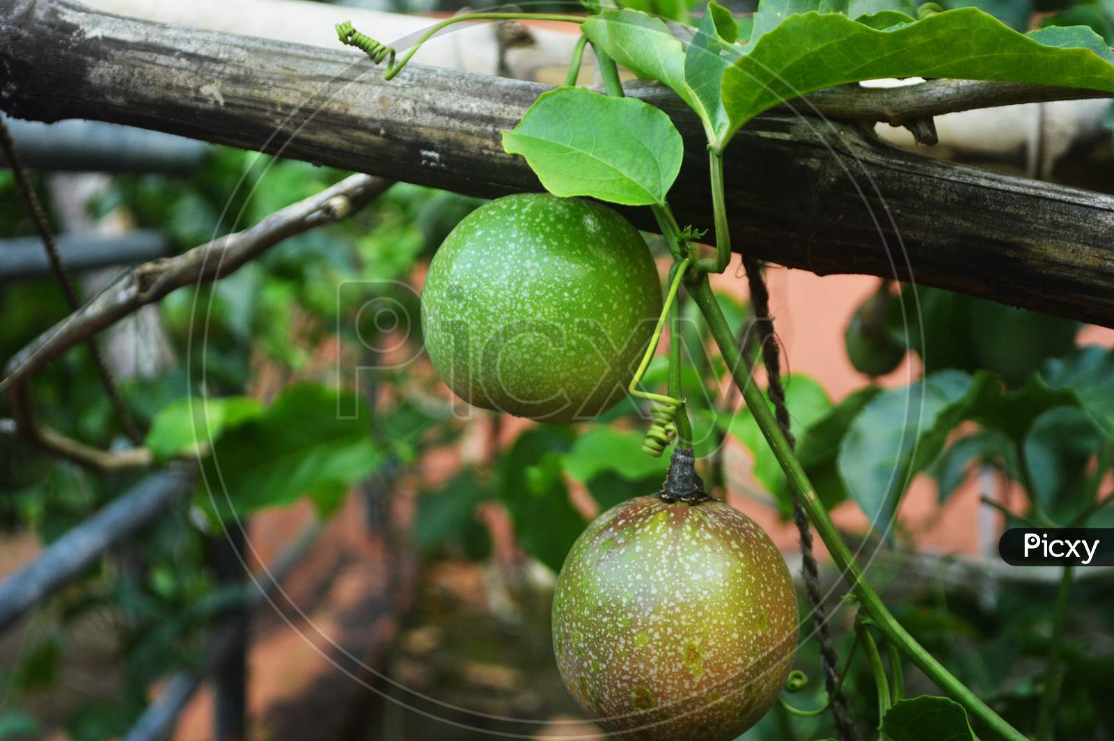 Selective Focus Of Green Passion Fruit
