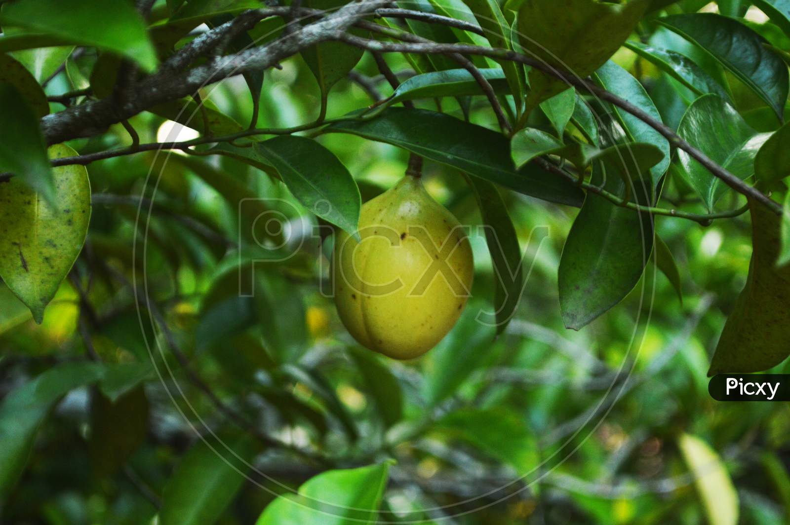 View Of Raw Nutmeg In A Blurred Background