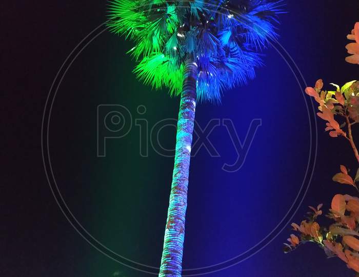 Tree With Lighting