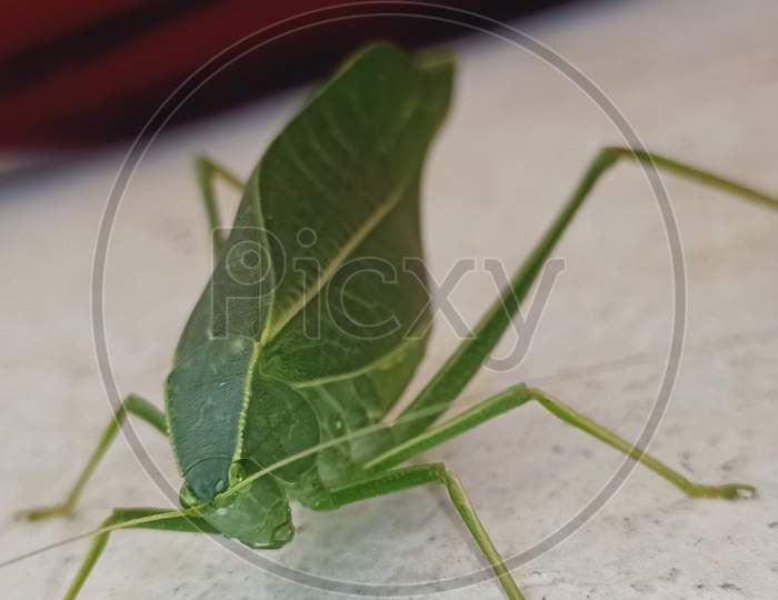 Grasshopper macro image