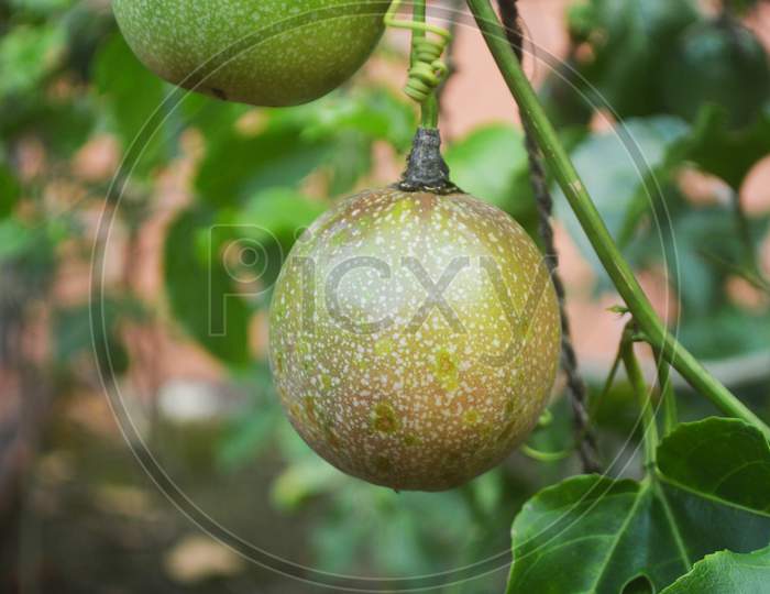 Close Up Of Green Passion Fruit In Blurred Background