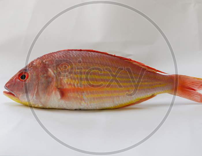 Close Up View Of Fresh Pink Perch (Thread Finned Bream) On A White Background,Selective Focus.