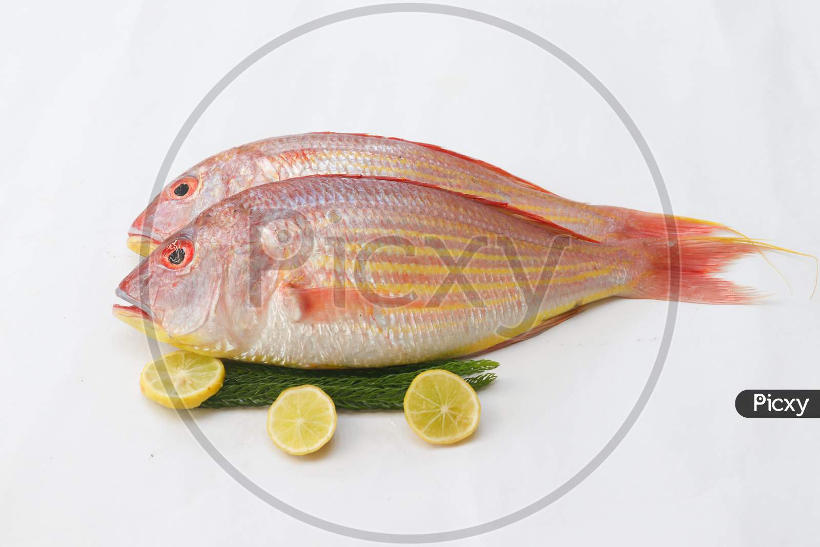 Close Up View Of Fresh Pink Perch (Thread Finned Bream) Decorated With Lemon Slice,Orange Slice On A White Background,Selective Focus.