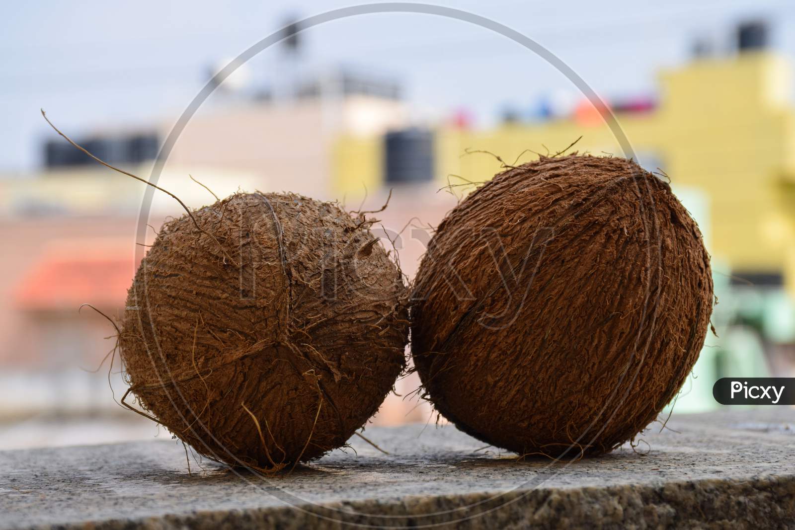 Close Up Of Two Hole Raw Peeled Coconut