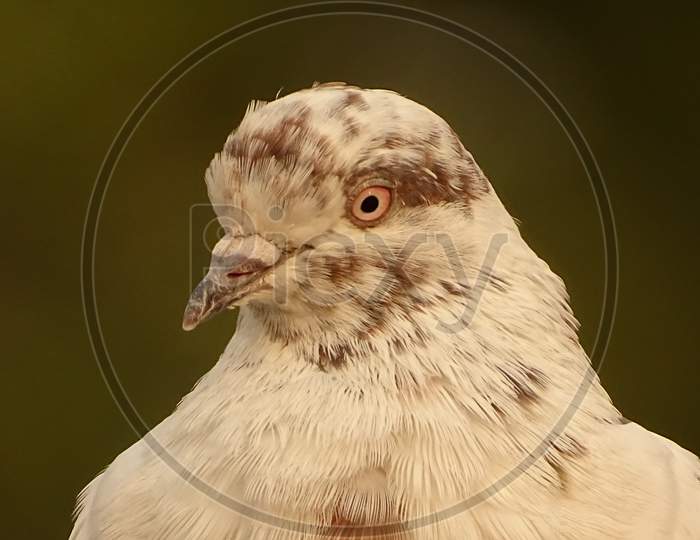 a domestic pigeon close-up shot