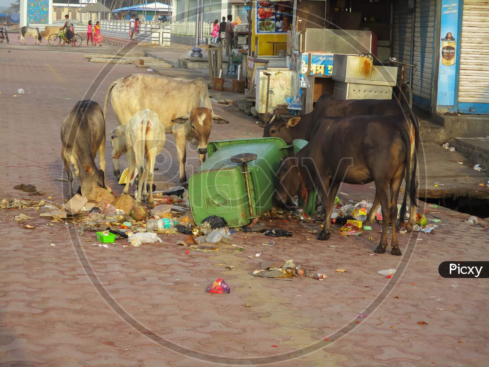 West Bengal , India May 14, 2019 : A Garbage Dump Has Fallen Down On The Road And Two Or Three Cows Were Searching Food From .