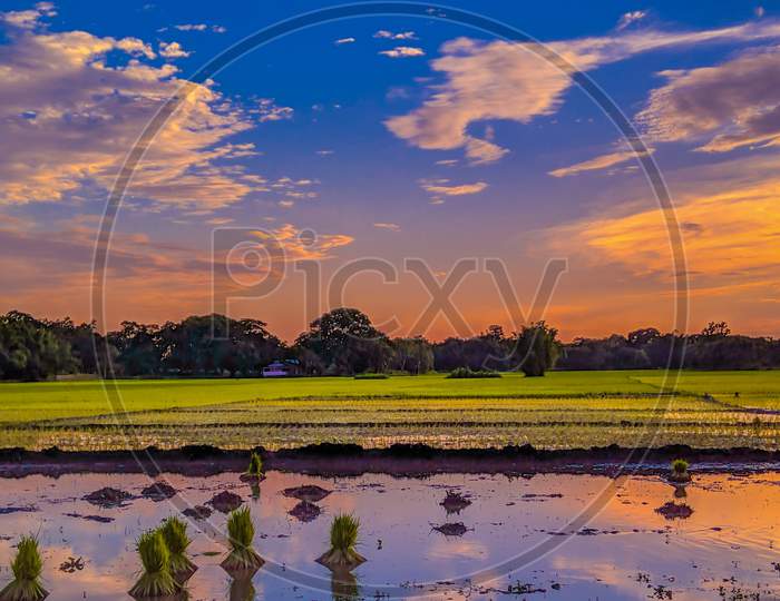 Evening colours with beautiful paddy fields