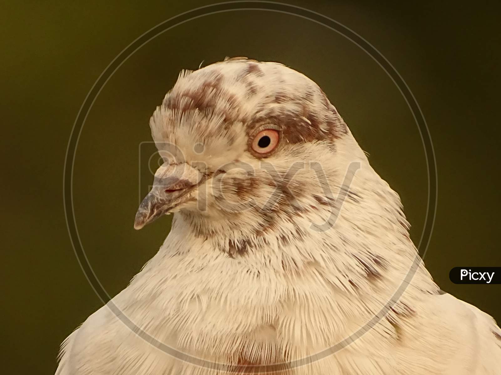 a domestic pigeon close-up shot