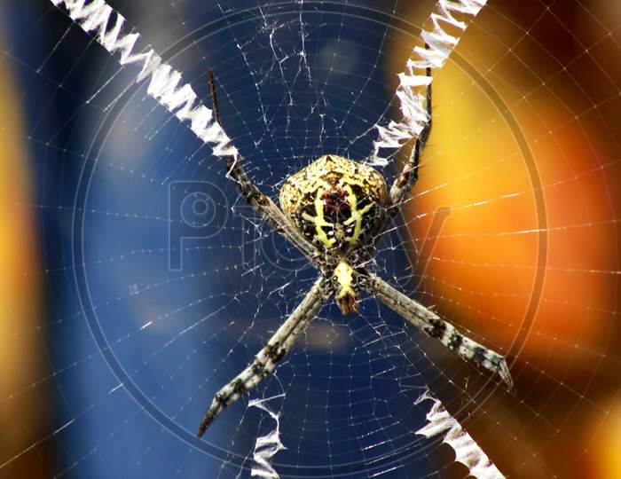 Spider, close up