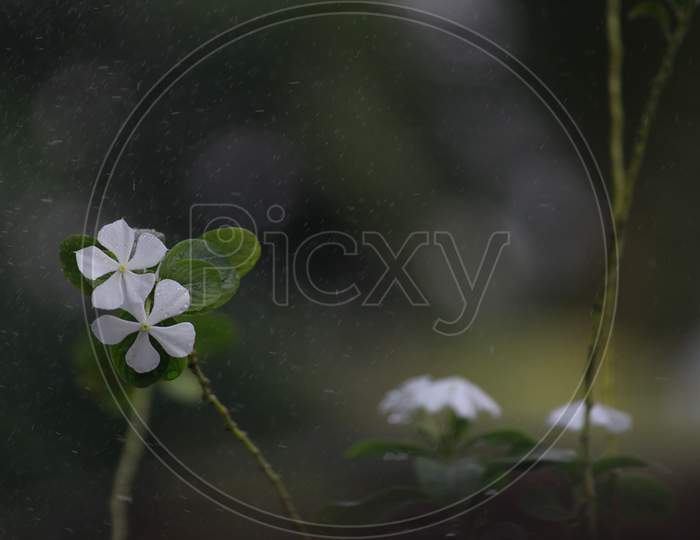Sadafuli flower in rainy days