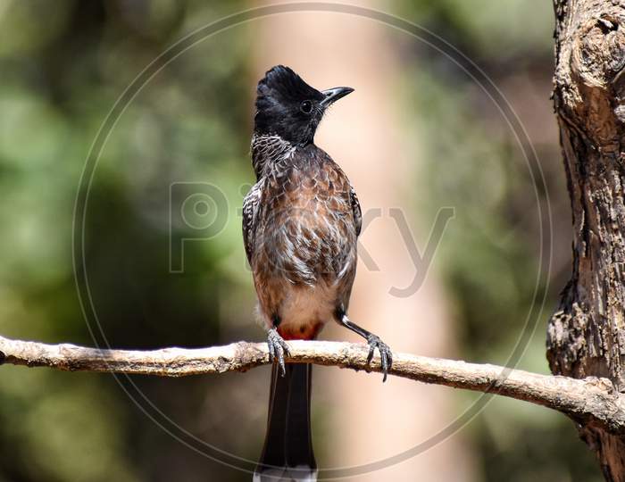indian Red Vented bulbul