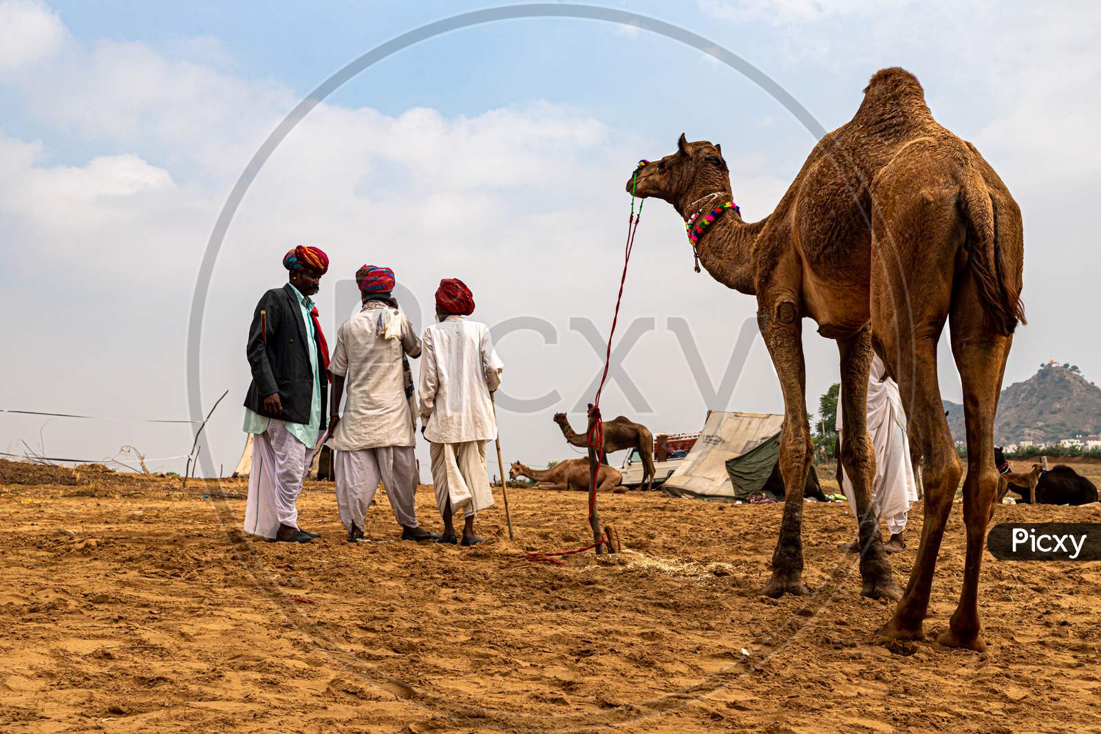 Cameleers With Their Camel At Pushkar Camel Festival.