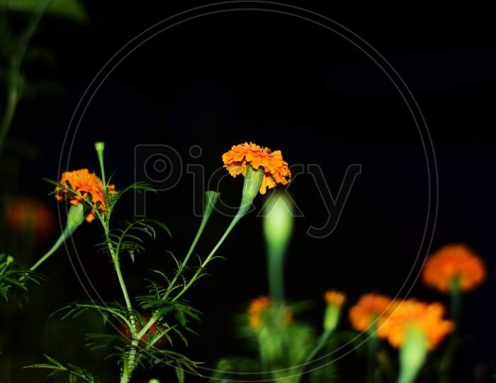 Marigold Flower, It Is Herbaceous Plants In The Sunflower Family