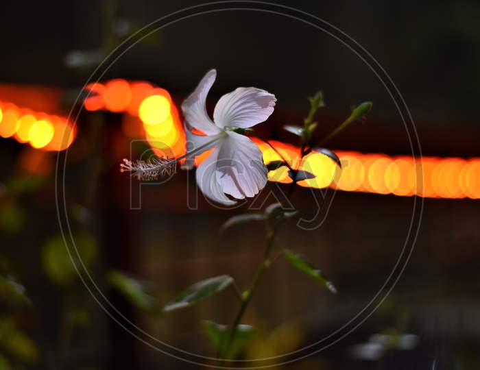 Flower in low light