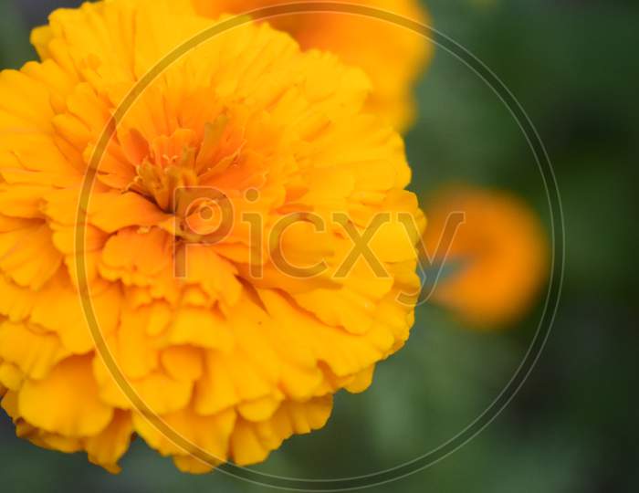 Marigold Flower. Photo Of A Single Flower In A Closeup Shoot.
