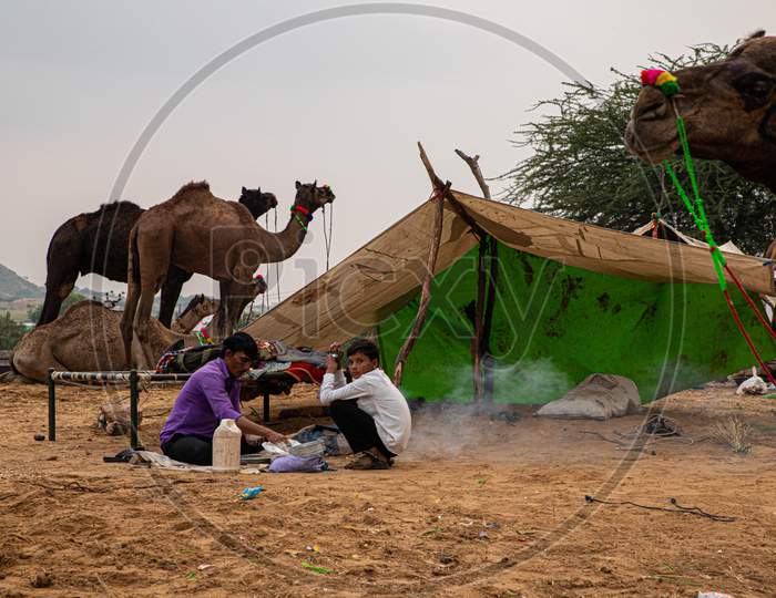 Cameleers Making Food At Pushkar Camel Festival.