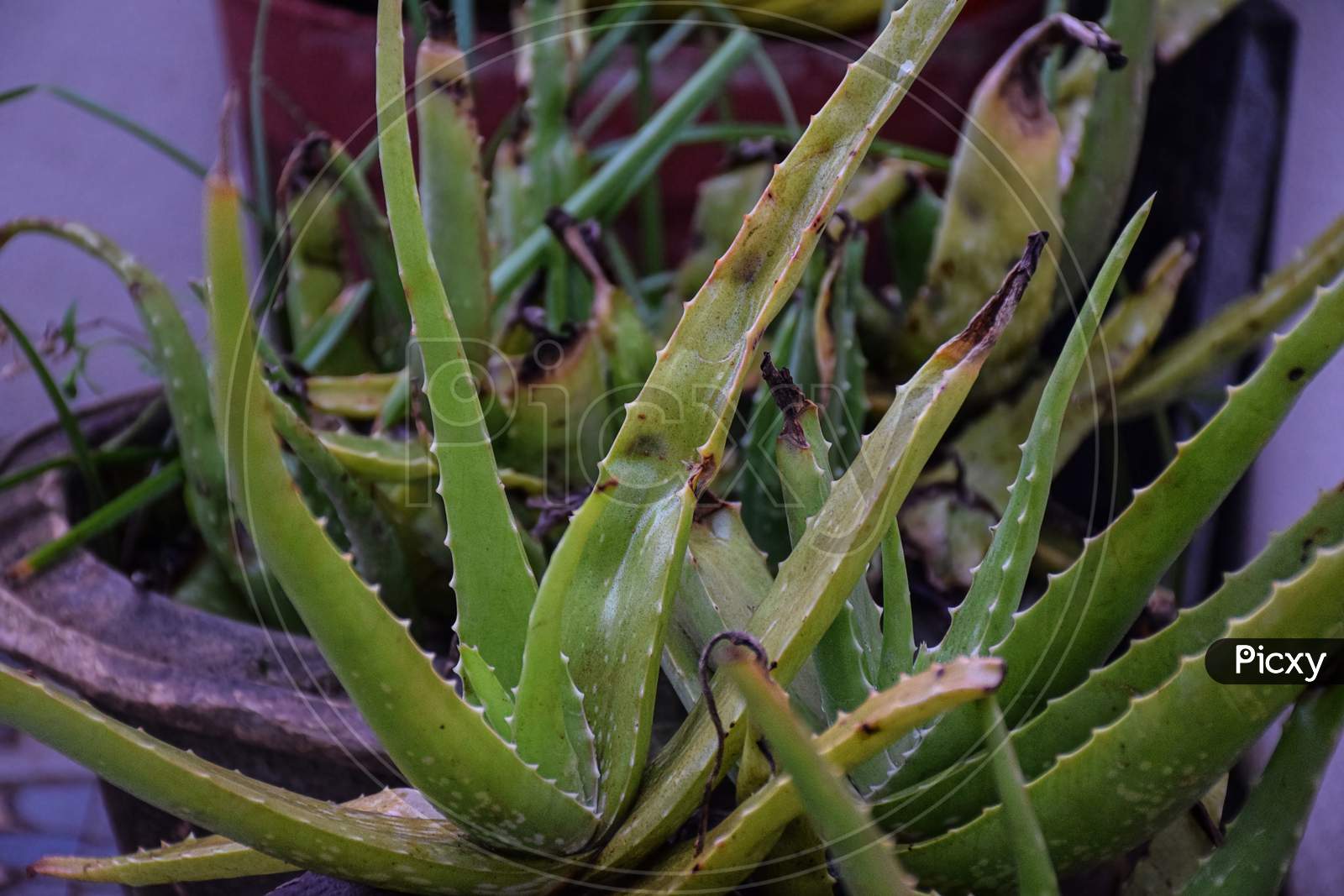 Picture Of Growing Aloe Vera Plant In Small Pot In Home Garden