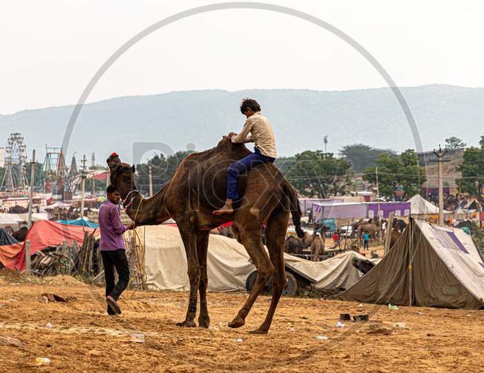 Camel Ride During Pushkar Camel Festival Rajasthan.