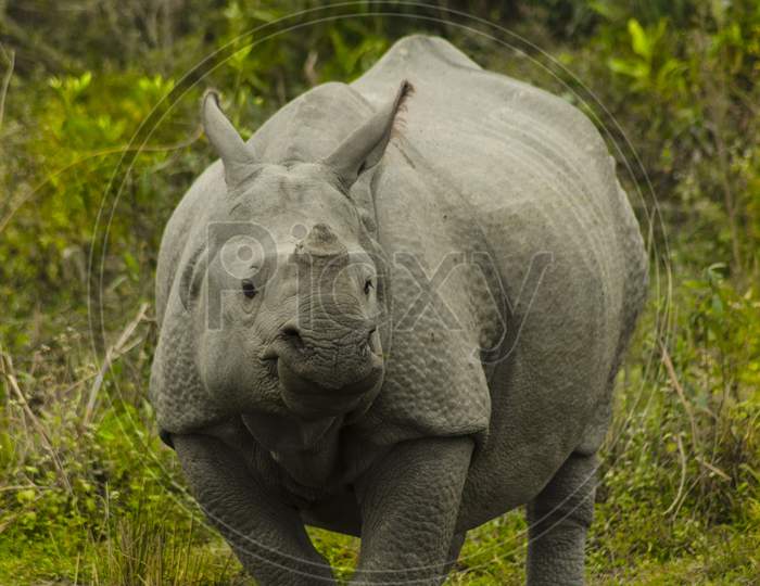 A Rhinoceros Is Roaming The Forest.