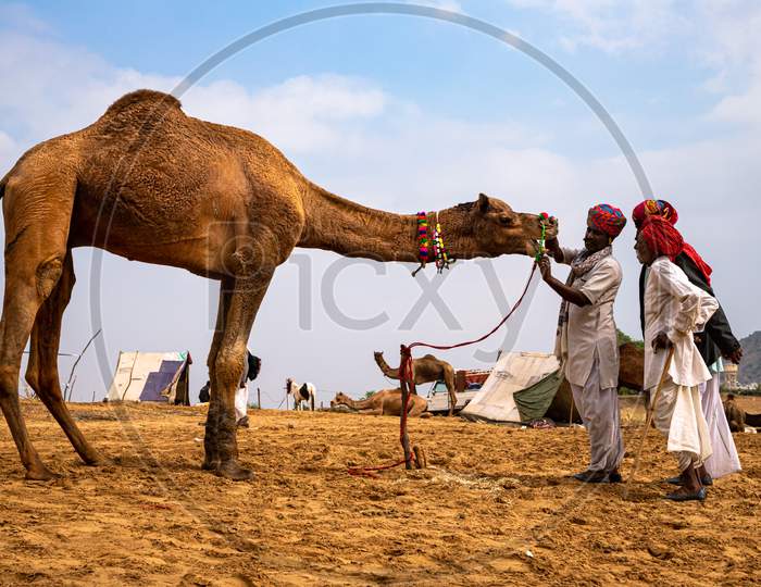 Camelers With Their Camel At Pushkar Camel Festival.