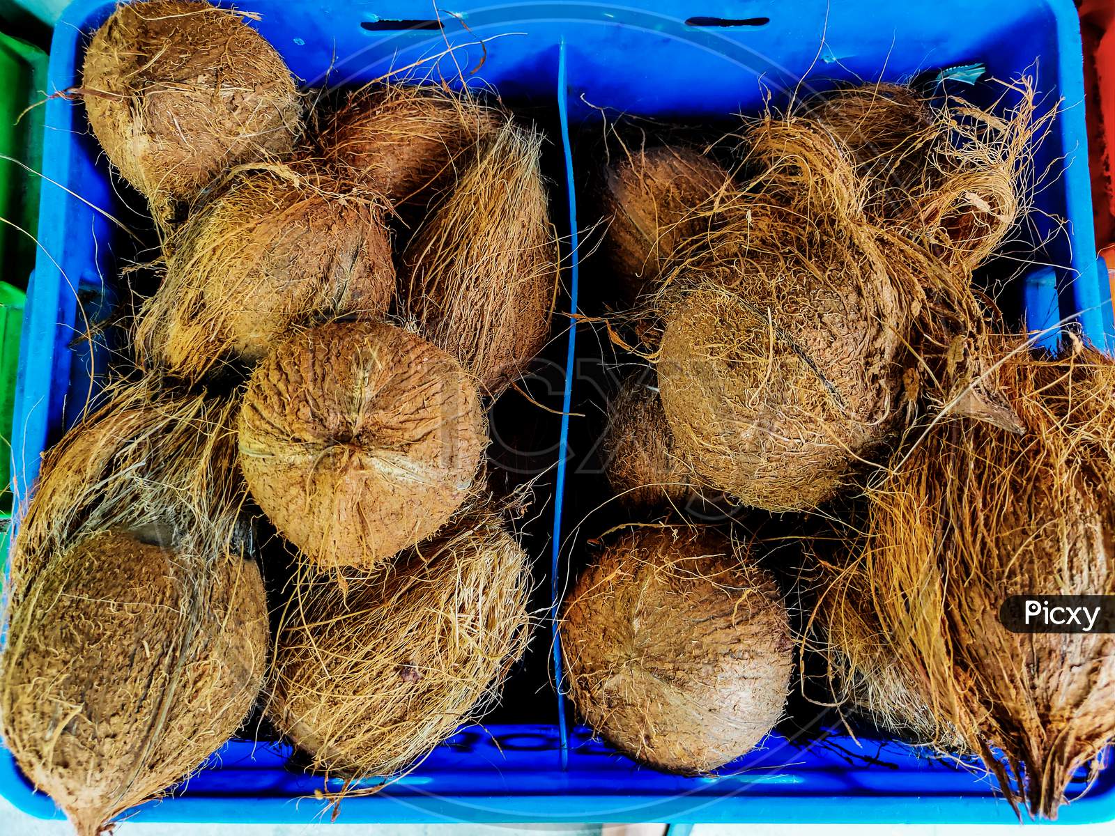 Picture Of Raw Peeled Brown Coconut Placed In A Blue Kart For Sales In India
