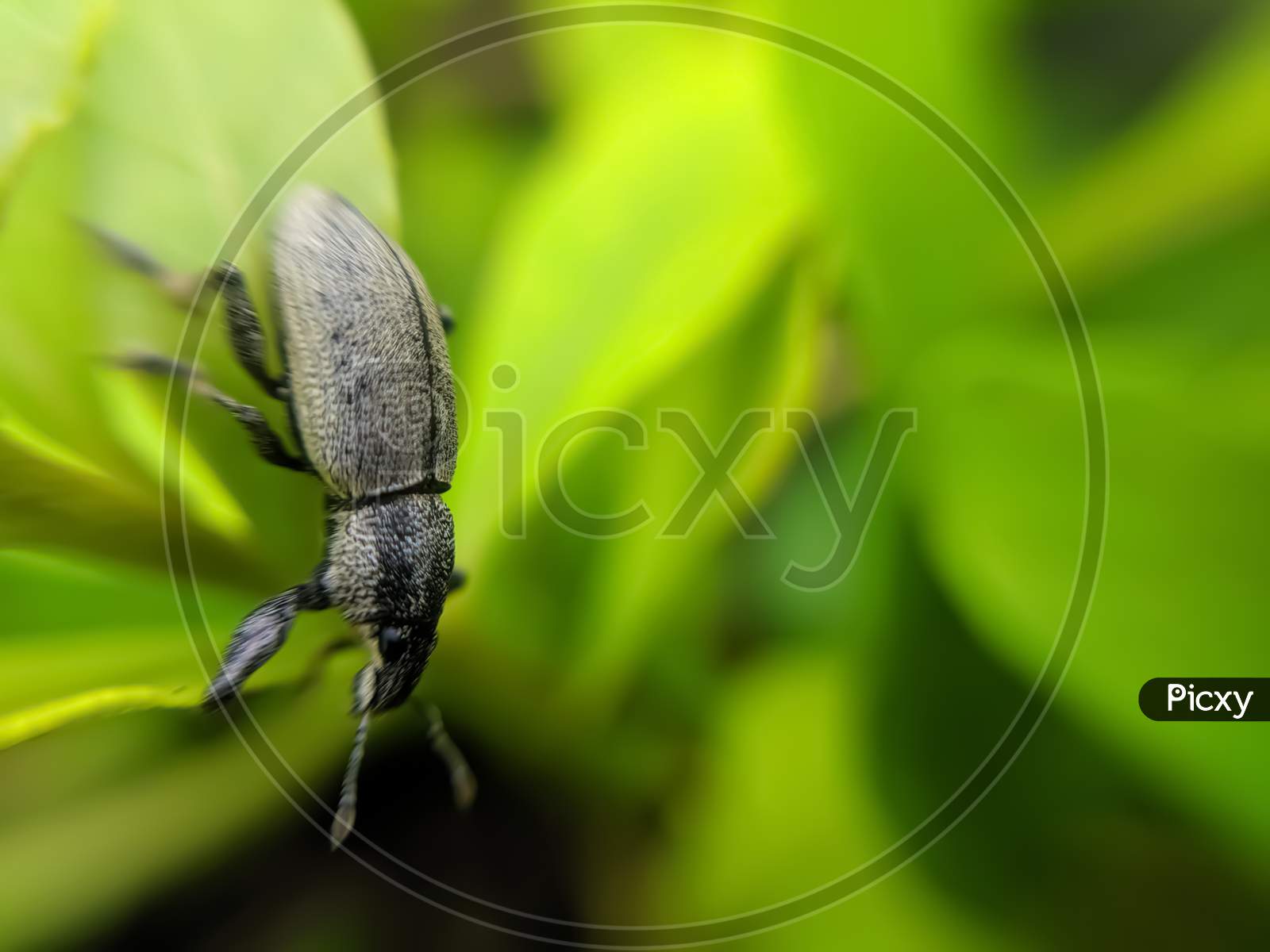 Curculionoidea insect on leaf garden curculionoidea green leaves plant to sit weevils