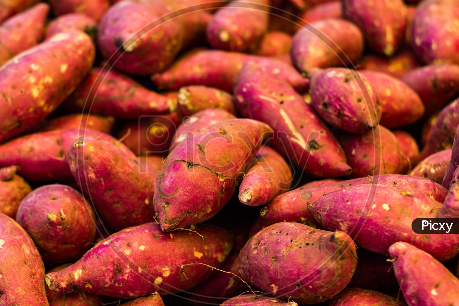 Sweet Potatoes In The Market. Numerous Tubers Of Plant Origin.