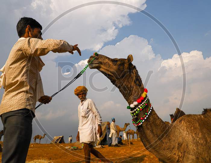 Cameleers With Their Camel At Pushkar Camel Festival.
