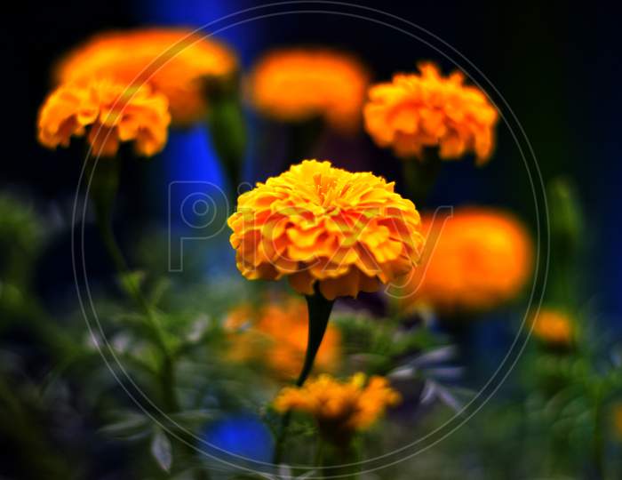 Marigold flower in a plant