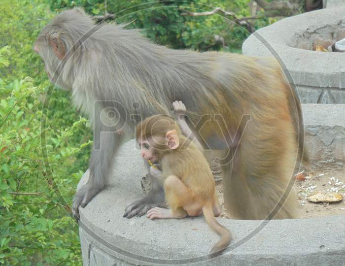 Monkey Mom and Baby