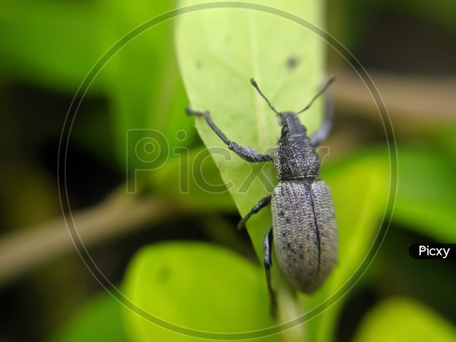 Curculionoidea insect on leaf garden curculionoidea green leaves plant to sit weevils