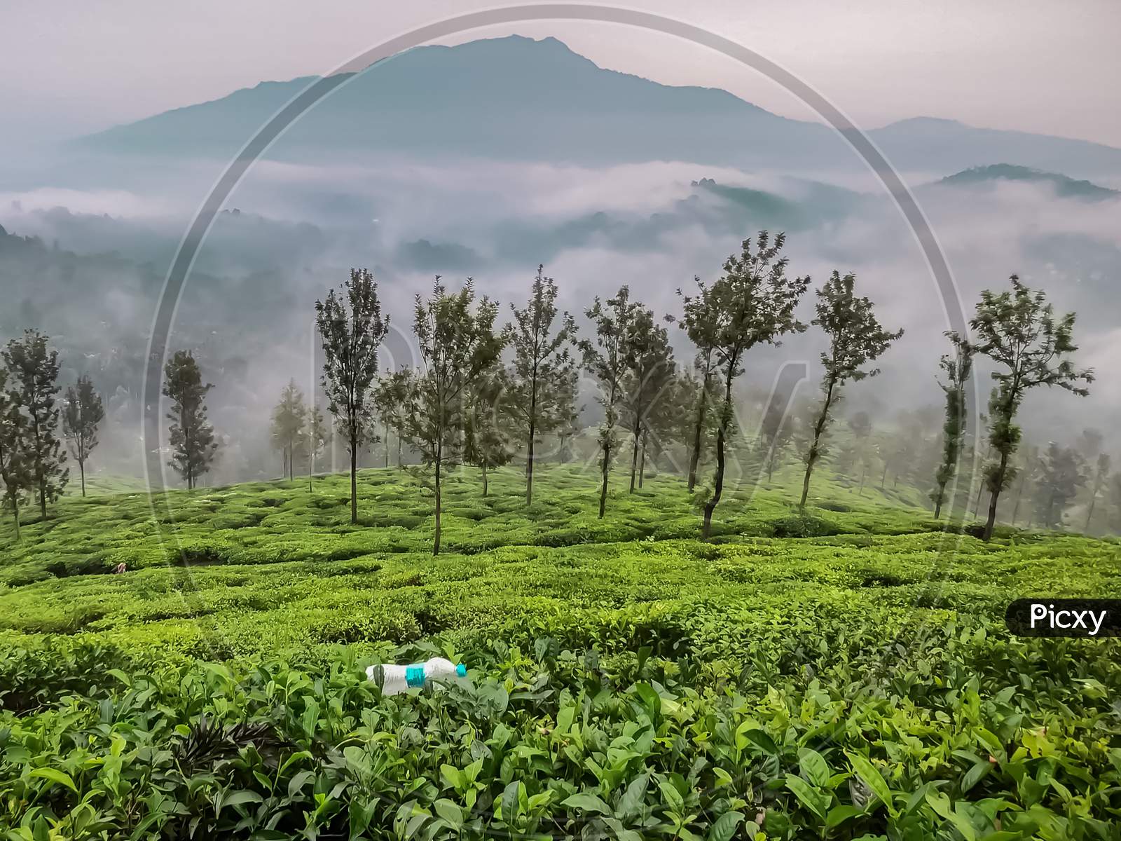 Landscape View Of A Plastic Bottle Spoiling And Polluting A Beautiful Site Of A Valley Of Tea Plantation And A Mountain In The Background.
