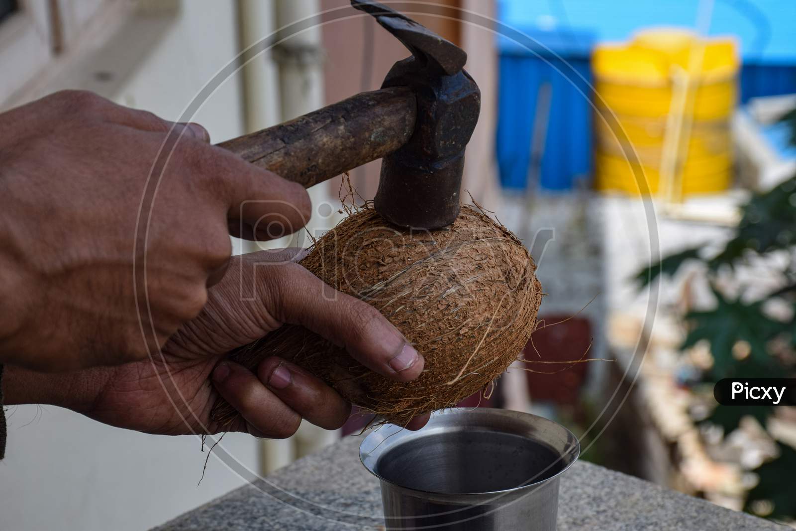 Picture Of A Man Breaking Raw Coconut From Hammer