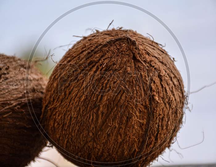Picture Of Whole Raw Peeled Coconut