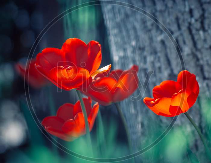red petal Macro Photography