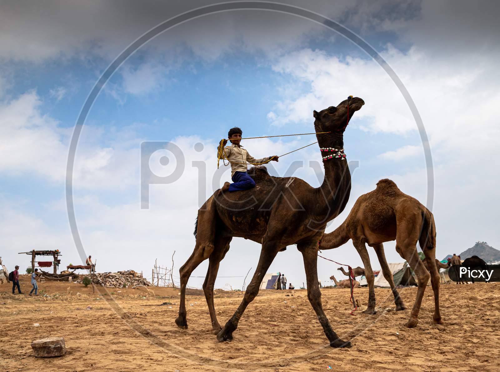 Camel Ride During Pushkar Camel Festival Rajasthan.