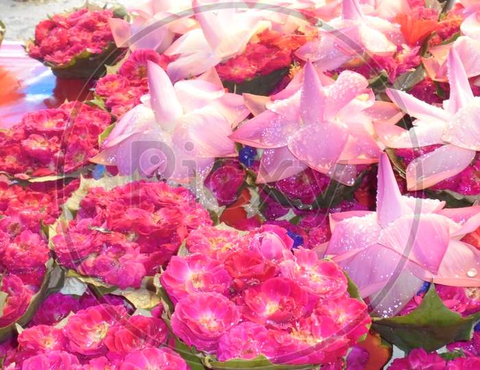 Beautiful Lotus Flowers