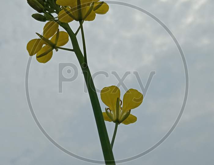 Mustard Flower  On dusky sky