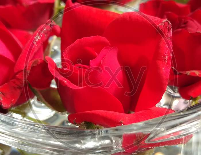 Red roses, macro.