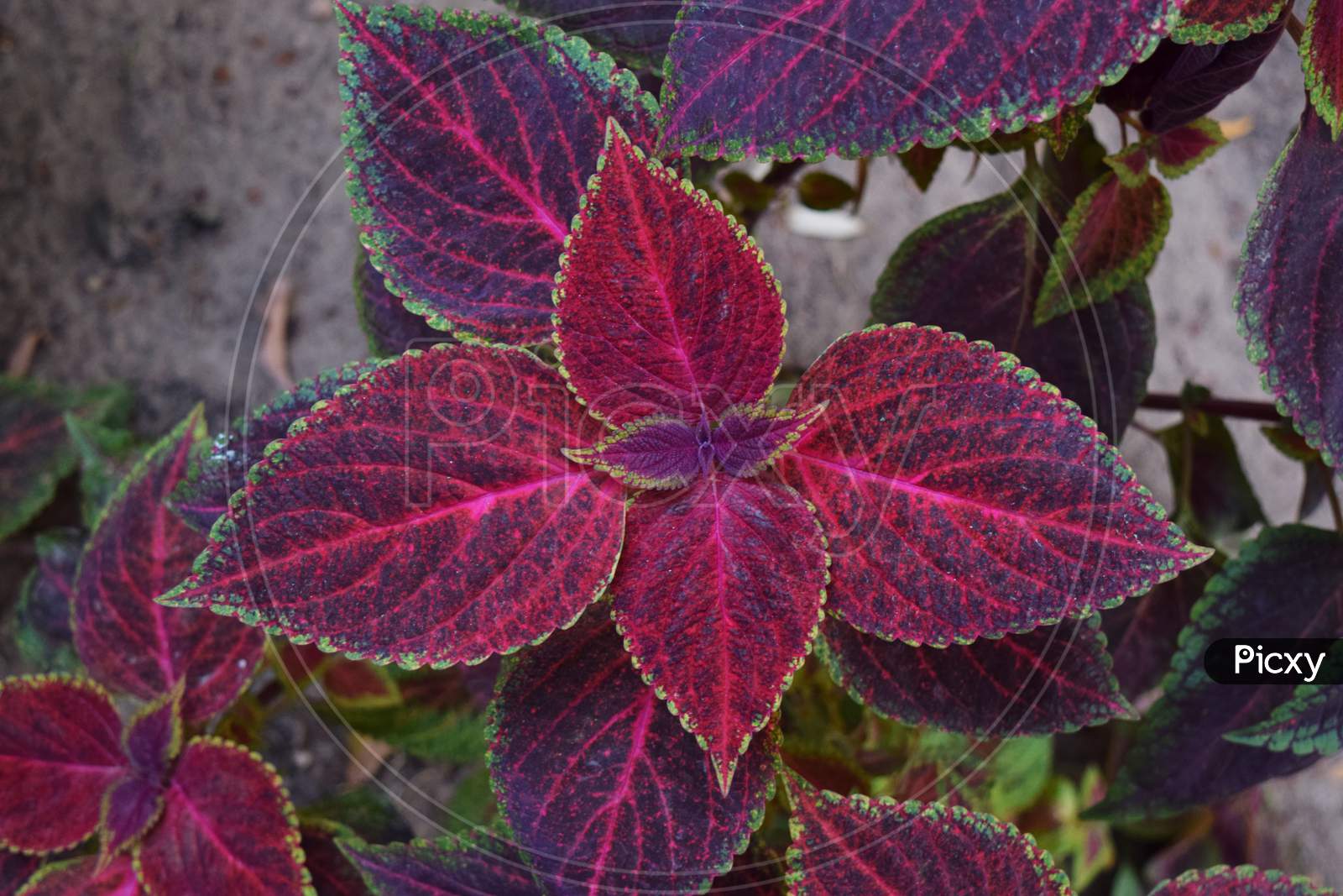 Colourful Solenostemon plant